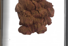 Scan of a spread of the OBS publication. 